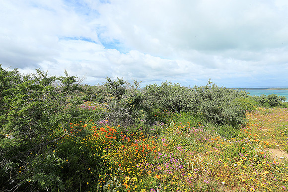 Landscape West Coast NP