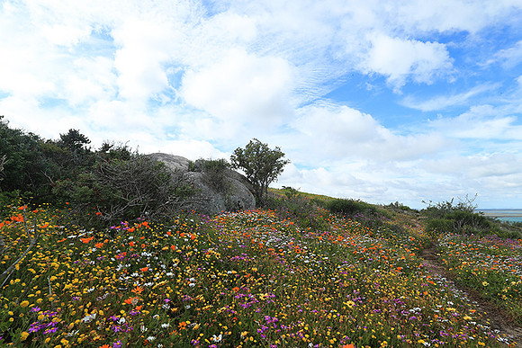 Landscape West Coast NP