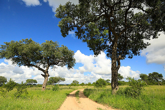 Londolozi game reserve