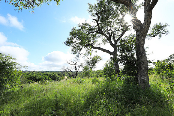 Londolozi Game Reserve