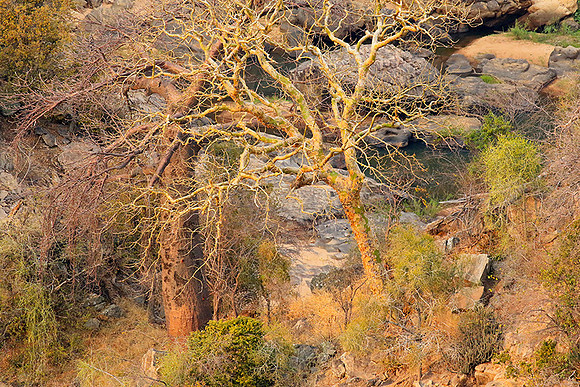 Lanner gorge - Northern Kruger NP