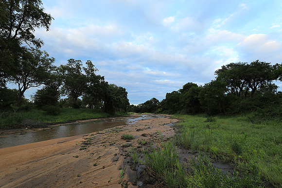 Mala Mala game reserve