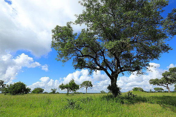 Londolozi game reserve