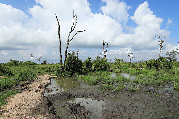 Londolozi Game Reserve