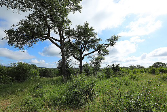 Londolozi Game Reserve