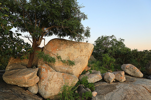 Mala Mala game reserve
