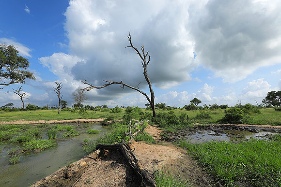 Londolozi Game Reserve
