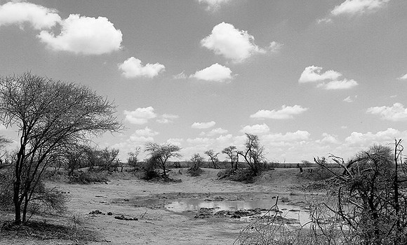 South Africa - Madikwe game reserve