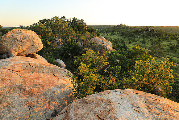 Mala Mala game reserve
