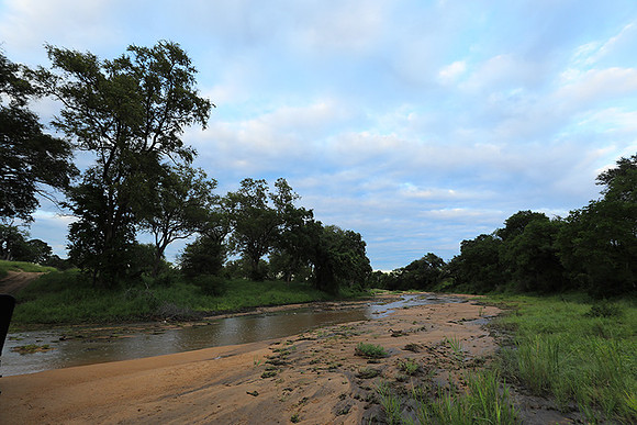 Mala Mala game reserve