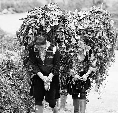Hmong ethnic group - Northern Vietnam
