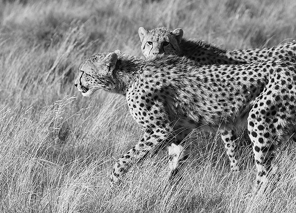 Londolozi Game Reserve