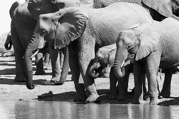At Timbavati