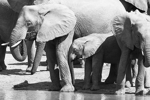 At Kruger NP