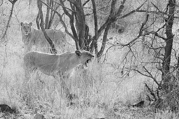 At Singita Lebombo