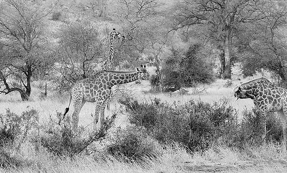 At Kruger NP