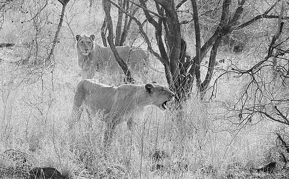 At Singita Lebombo