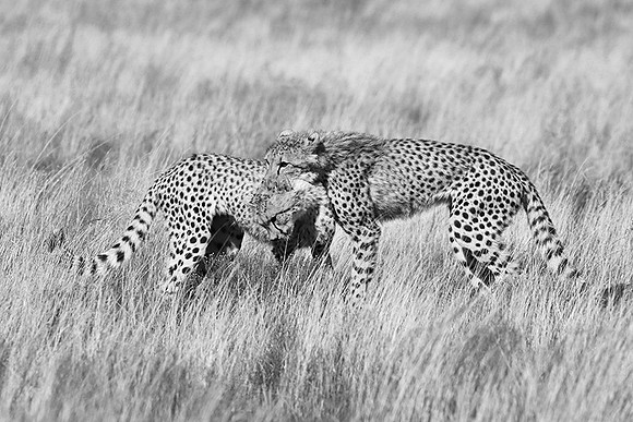 Londolozi Game Reserve