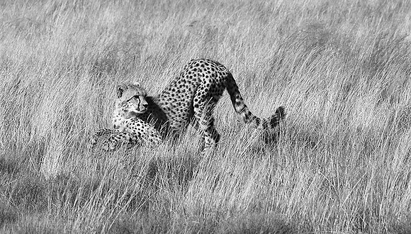 Londolozi Game Reserve