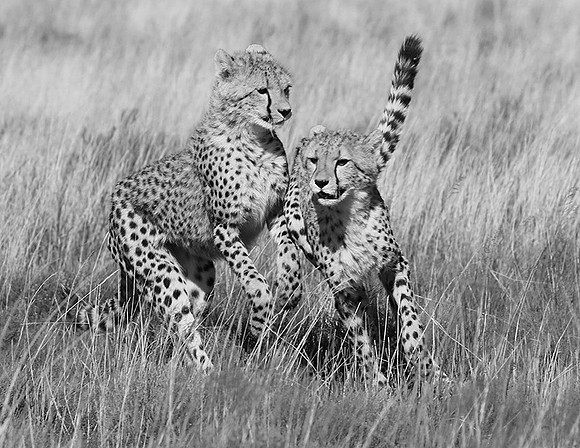 Londolozi Game Reserve