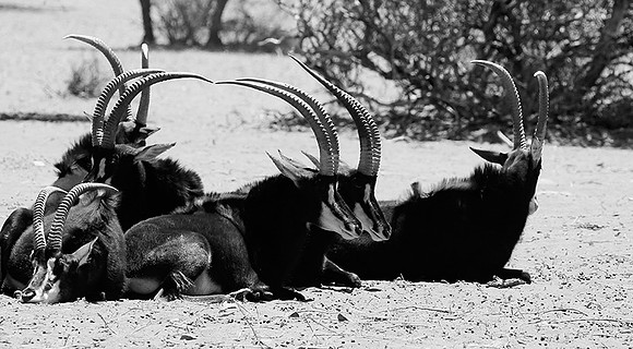 Sables at Tswalu private game reserve