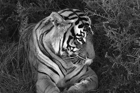 At Tiger Canyon (Karoo)