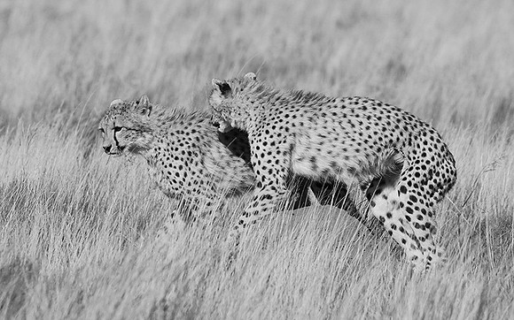 Londolozi Game Reserve