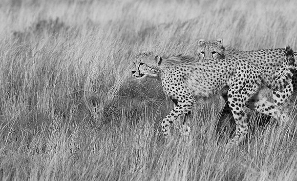 Londolozi Game Reserve