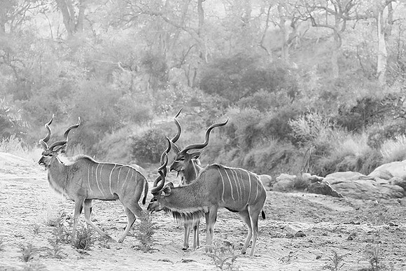 Kudu - Timbavati