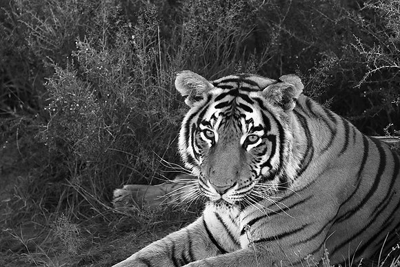 At Tiger Canyon (Karoo)
