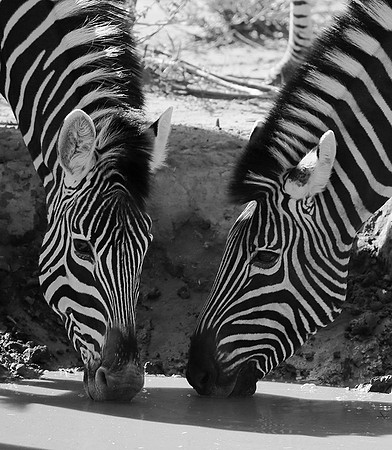 At Madikwe game reserve