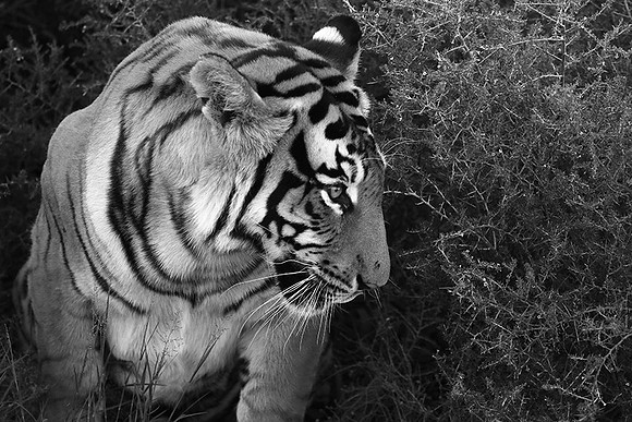 At Tiger Canyon (Karoo)