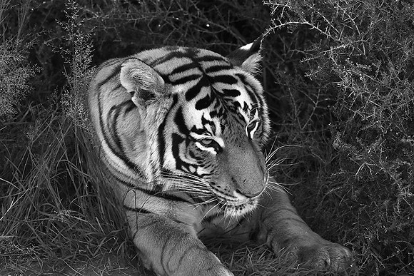 At Tiger Canyon (Karoo)