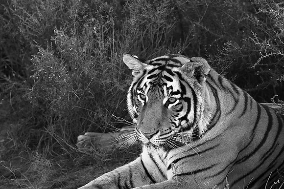 At Tiger Canyon (Karoo)