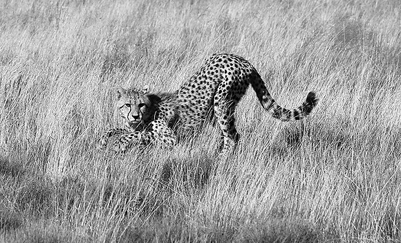Londolozi Game Reserve