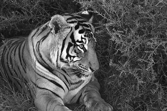 At Tiger Canyon (Karoo)