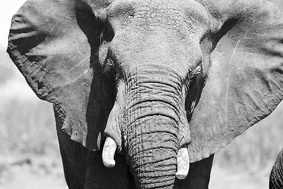 At Kruger NP