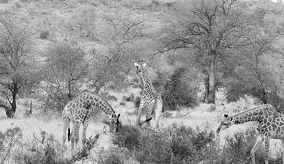 At Kruger NP
