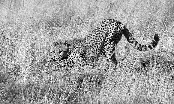 Londolozi Game Reserve