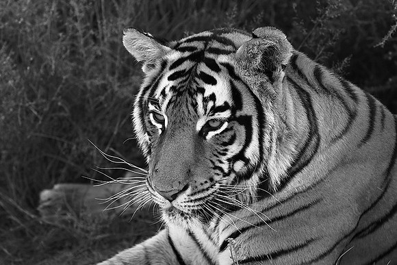 At Tiger Canyon (Karoo)