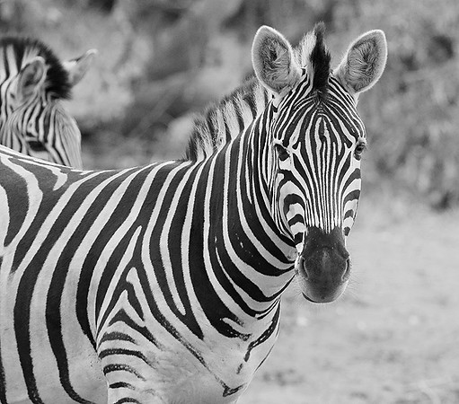 Burchel's zebra - Kruger NP -