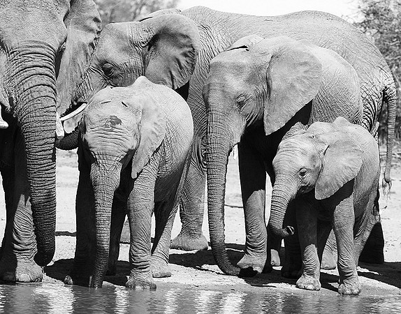 At Kruger NP