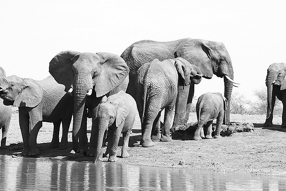 At Kruger NP