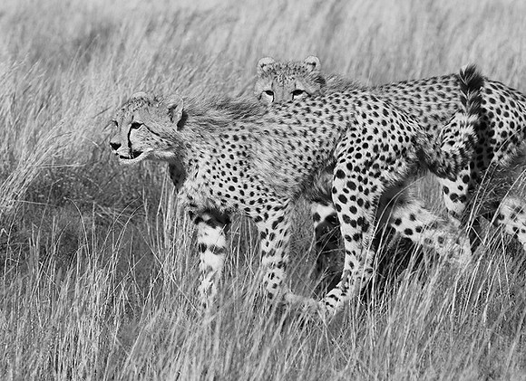 Londolozi Game Reserve