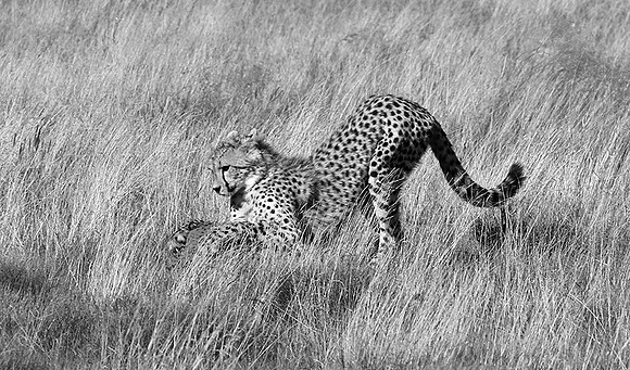 Londolozi Game Reserve