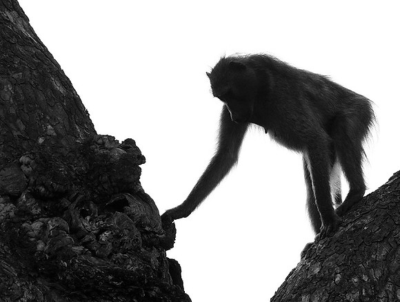 Baboons - Mala Mala