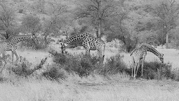 At Kruger NP