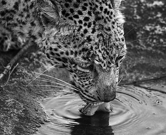 Malamala game reserve