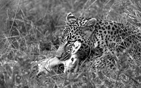 Leopard - Sabi Sand
