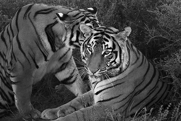 At Tiger Canyon (Karoo)